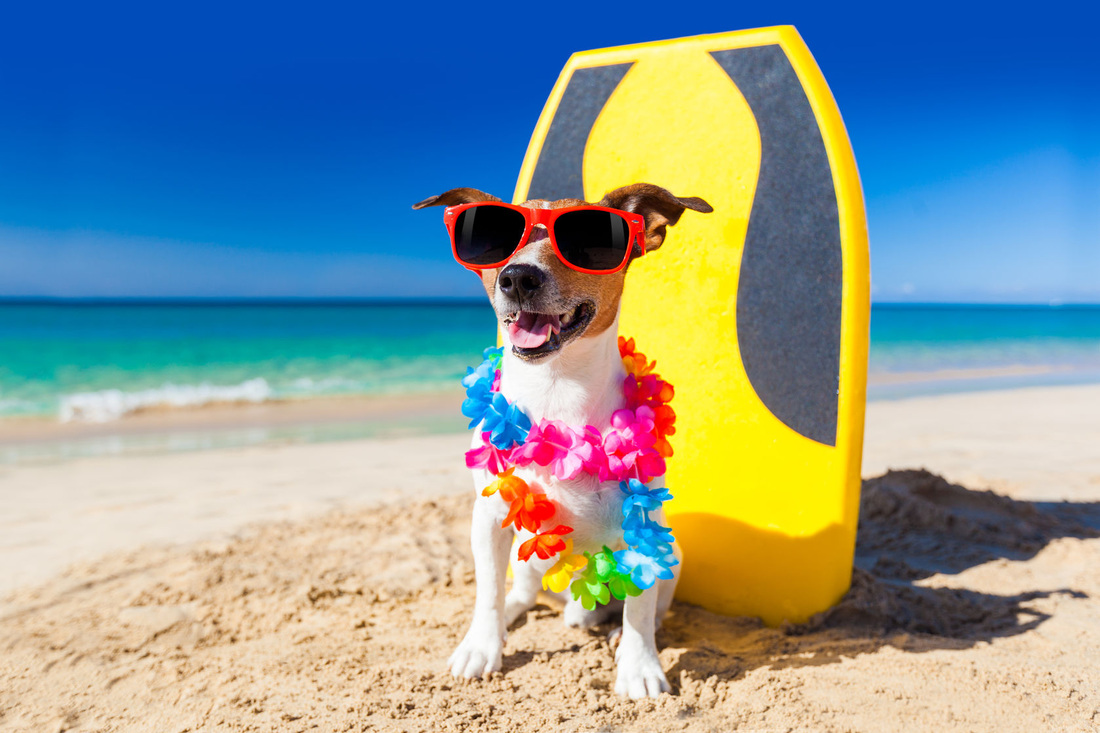8 Pet Safety Tips for Hot Weather Conditions